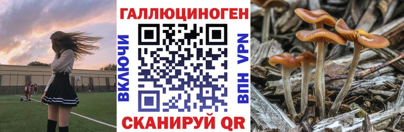 Галлюциногенные грибы Psilocybine cubensis  Купить  Вытегра 